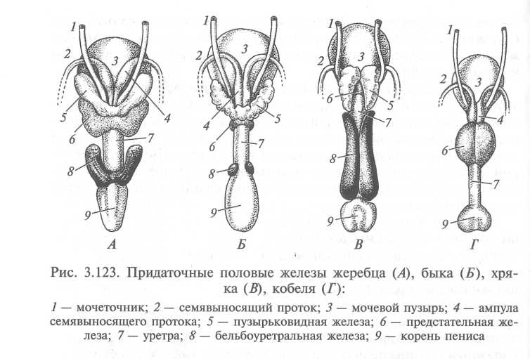 Строение половых органов суки