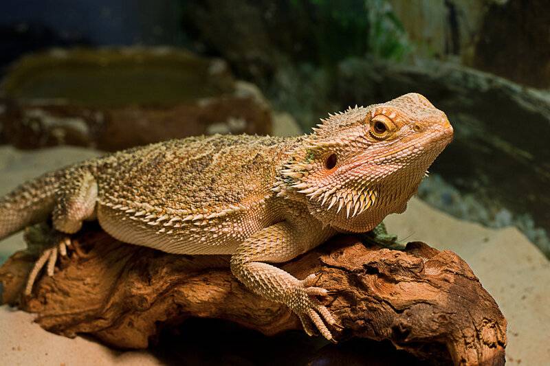 Степная агама (agama sanguinolenta). степной ящер степная ящерка