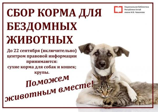 Как выживают российские приюты для животных сегодня — нож