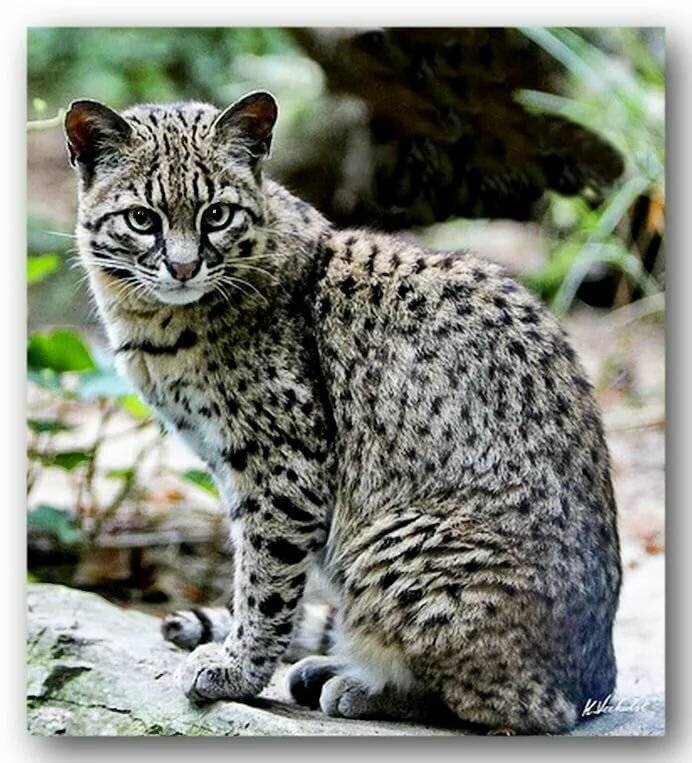 Сафари кошка - домашний леопард: описание, характер, факты