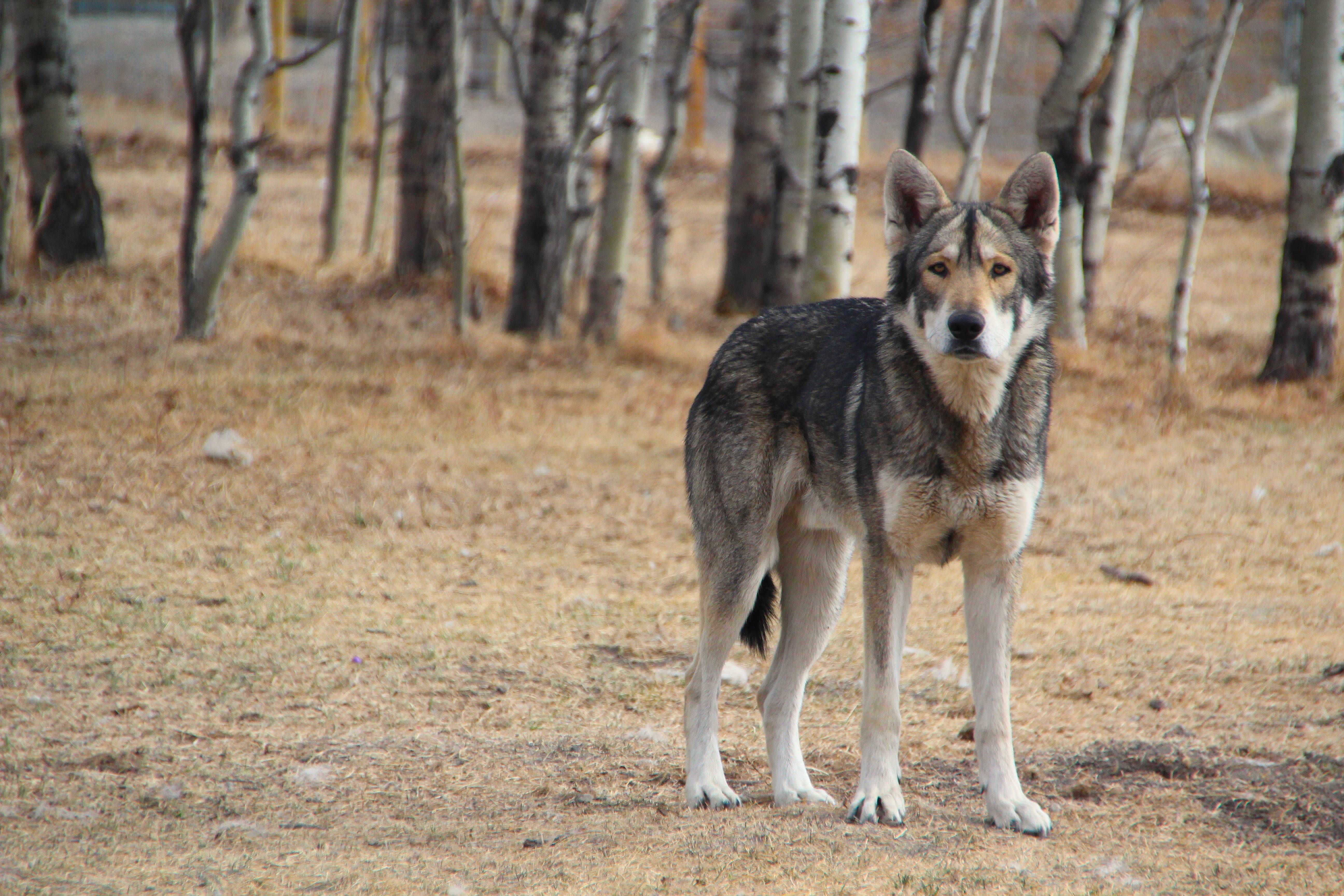 Волчья собака сарлоса: описание, характер, особенности и отзывы :: syl.ru