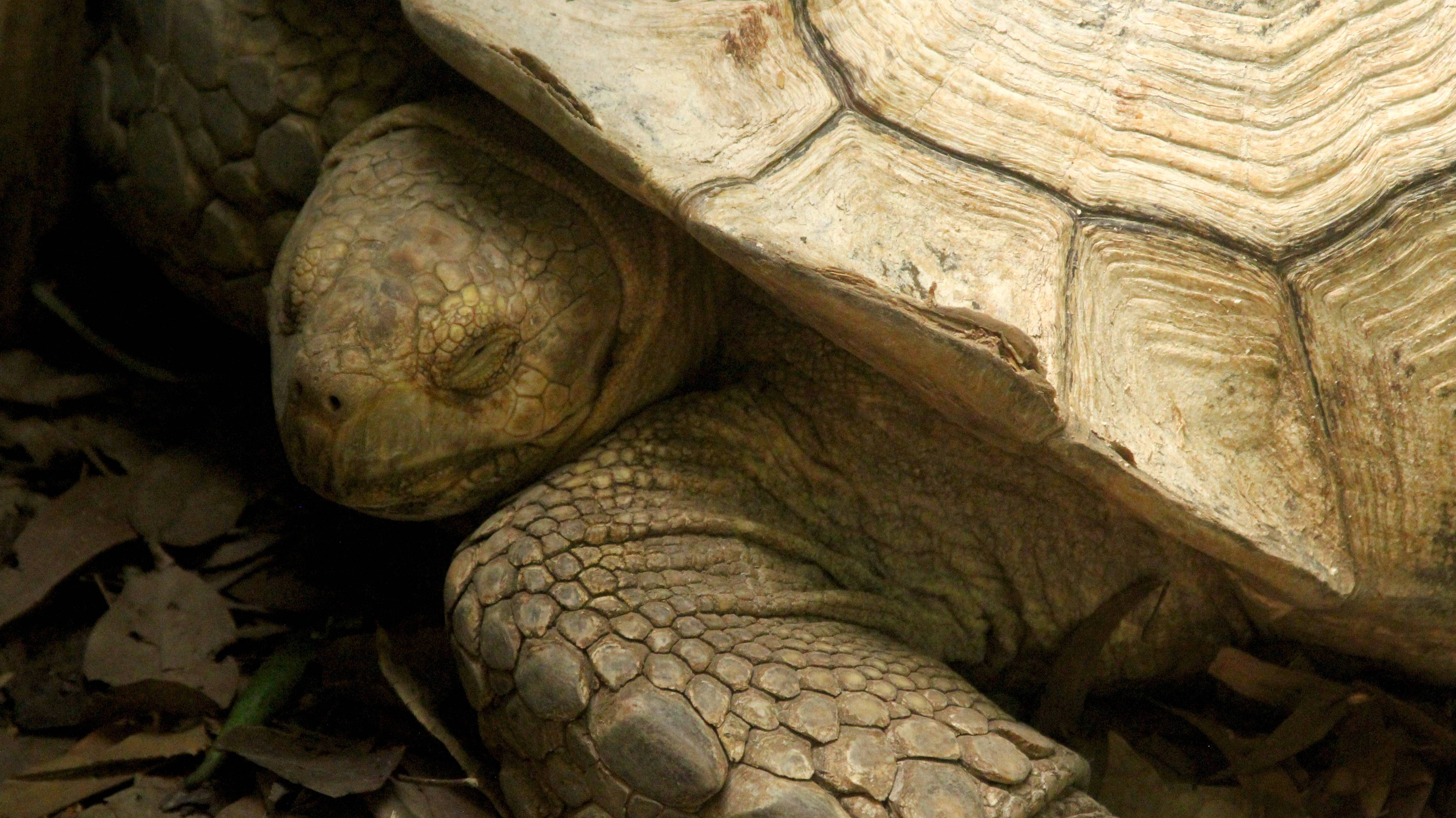 Спячка черепахи в домашних условиях. Красноухая Болотная черепаха. Черепашка пресмыкающиеся. Среднеазиатская черепаха в спячке.