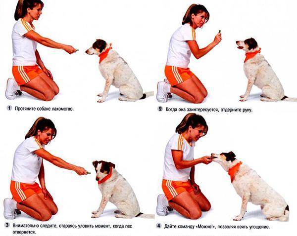 Как приучить щенка к поводку