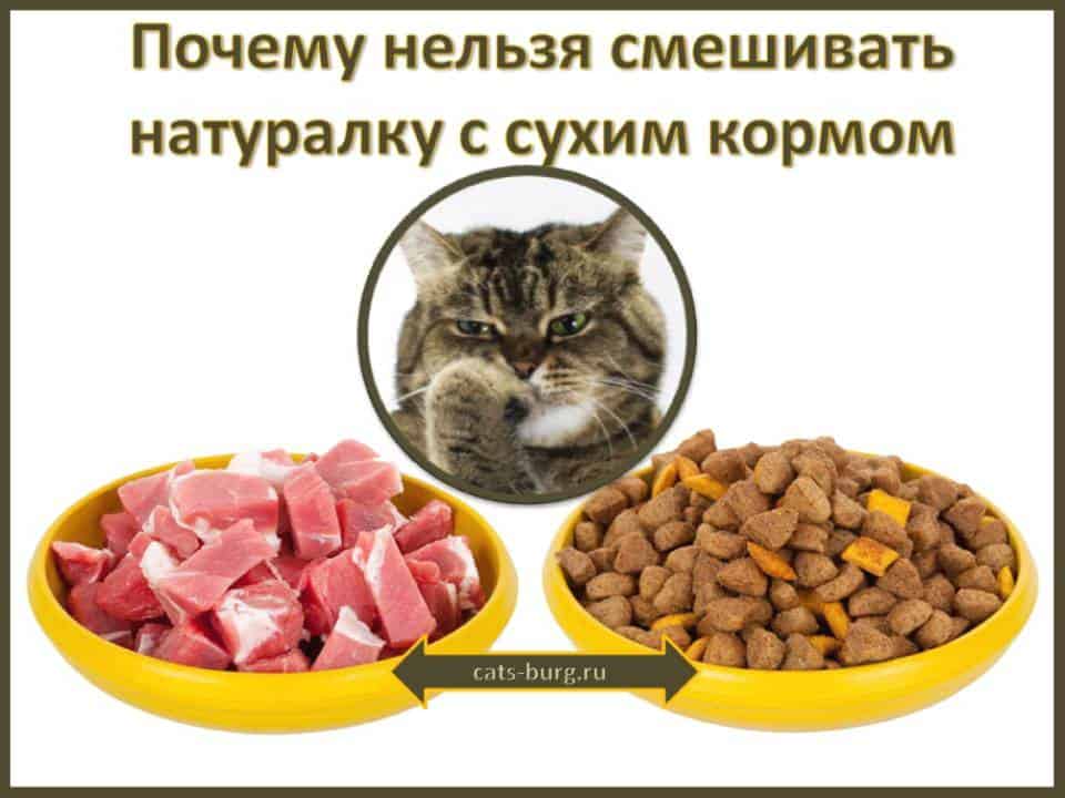 Чем кормить кормящую кошку: правильное питание
чем кормить кормящую кошку: правильное питание