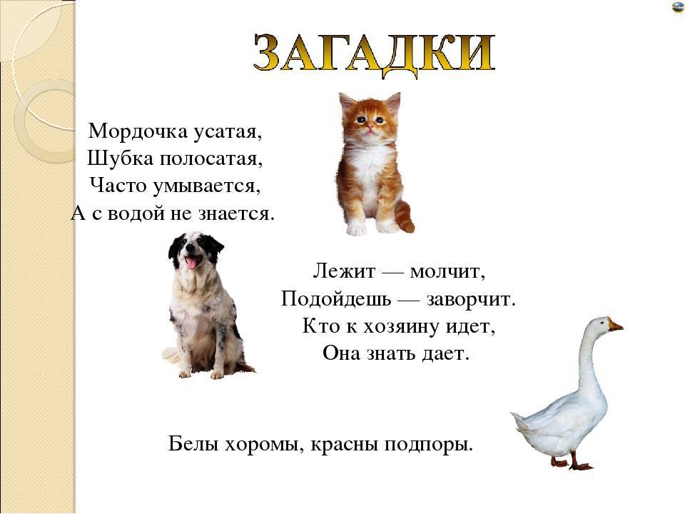 Загадки про животных для детей 6-7 лет с ответами