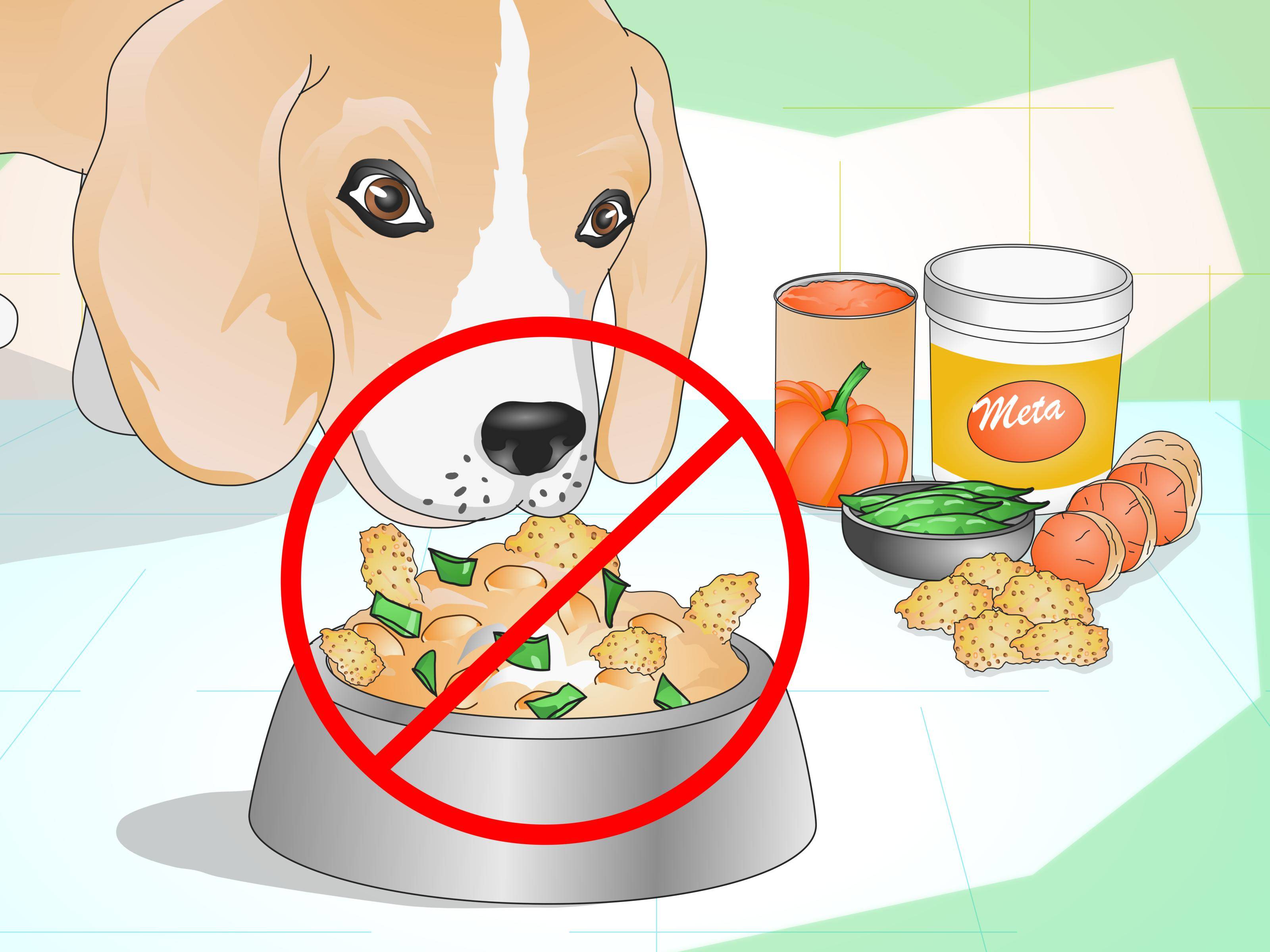 Собака перестала есть сухой корм (плохо ест), что делать?