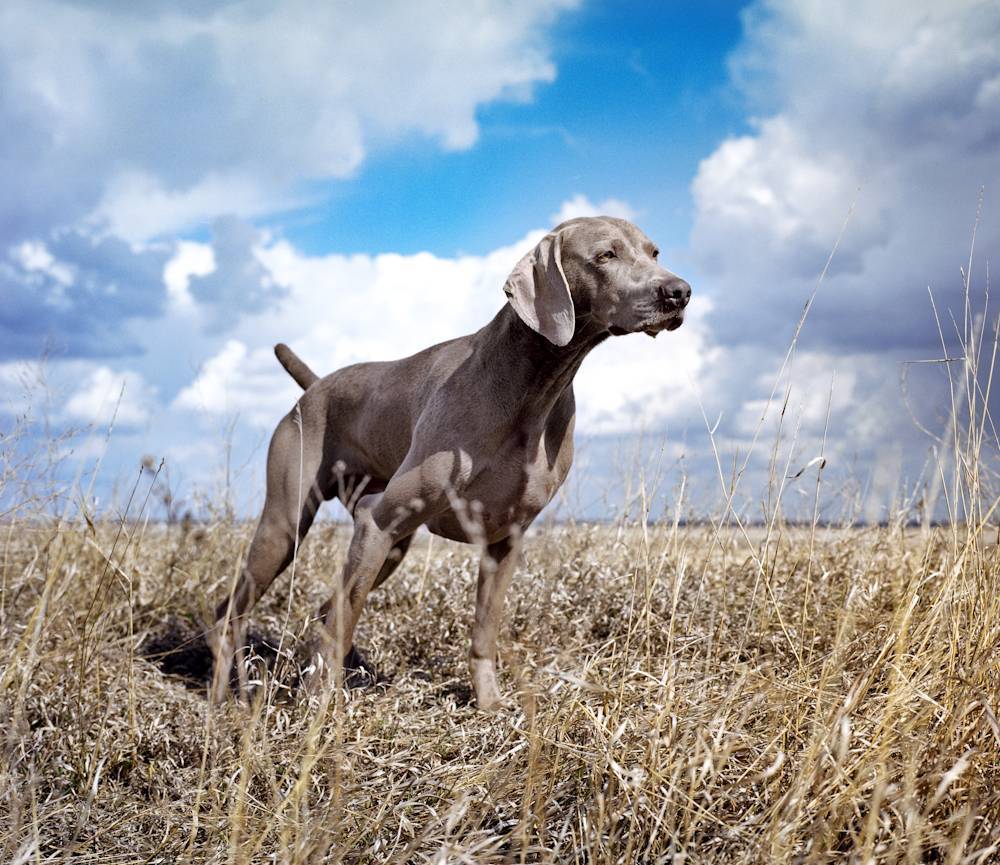 Веймаранер: описание породы охотничьих собак, голубой, длинношерстный тип