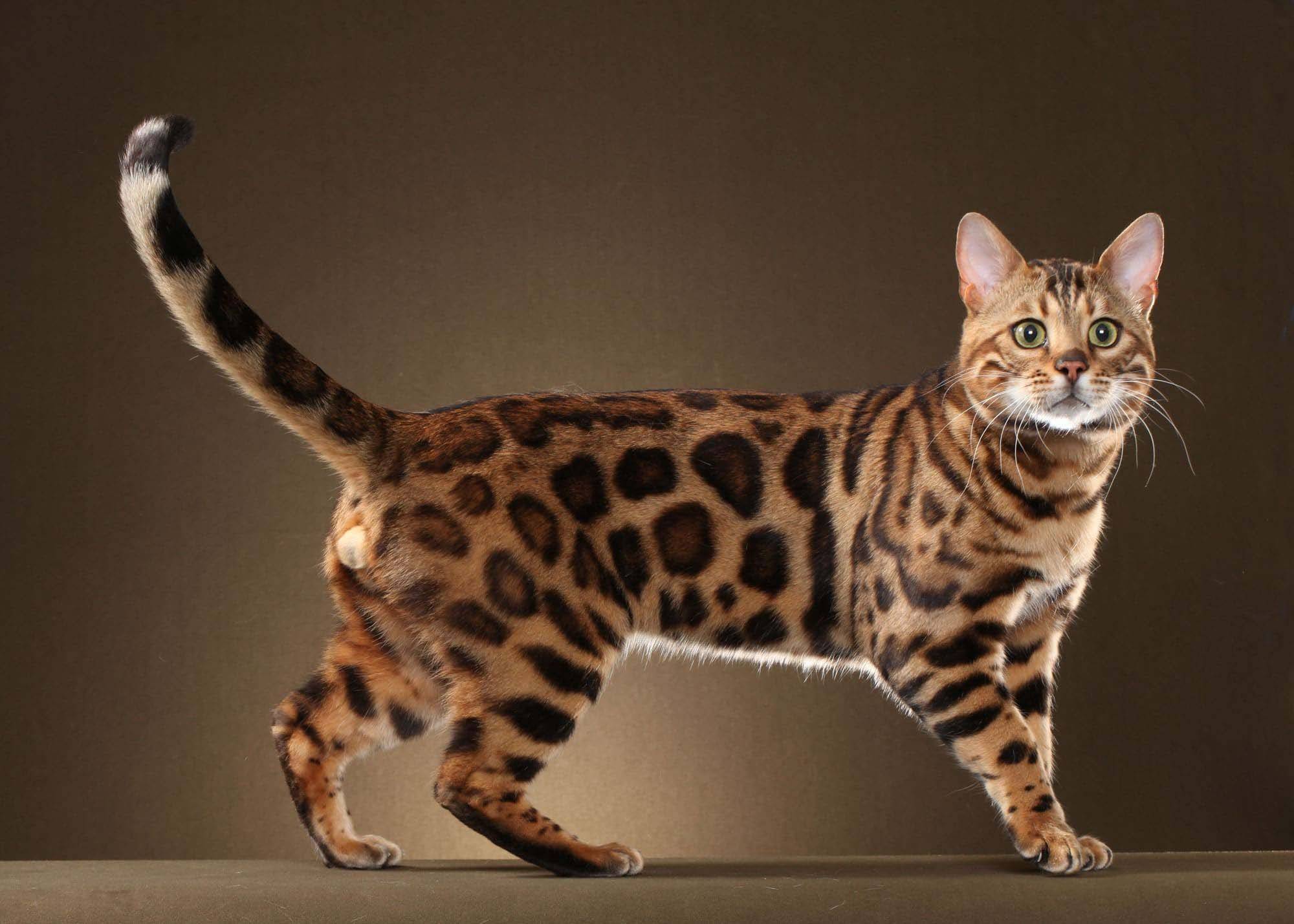 Азиатская табби (125 фото): описание породы, характер котов и котят, факты о содержании и уходе, интересные факты