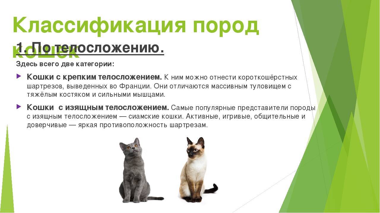 Шартрез (картезианская кошка) – описание породы от а до я
