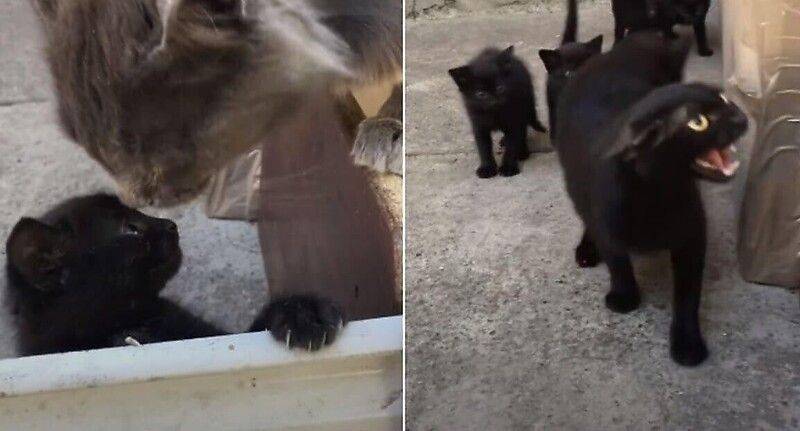 Кошачьи страхи и борьба с ними