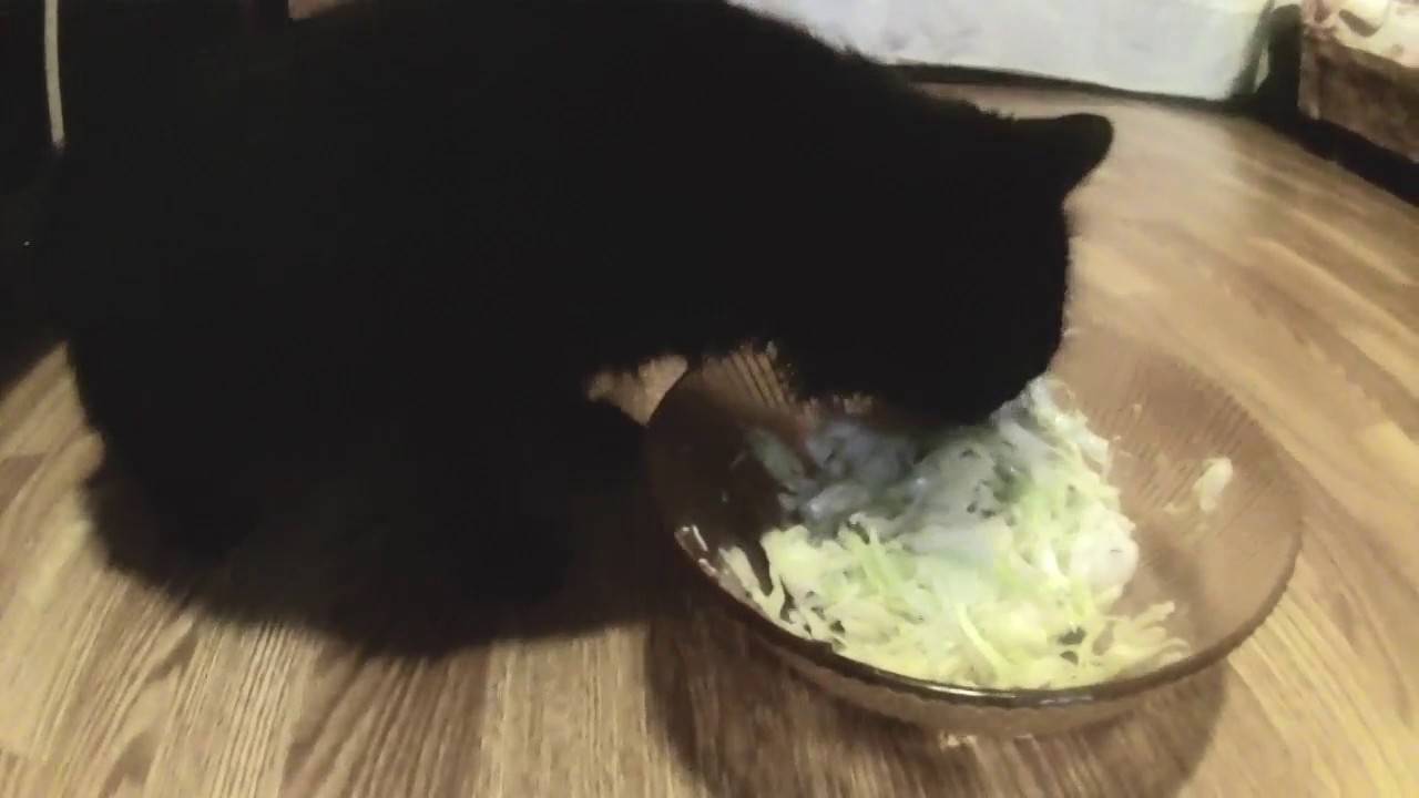 Какие овощи можно давать кошкам