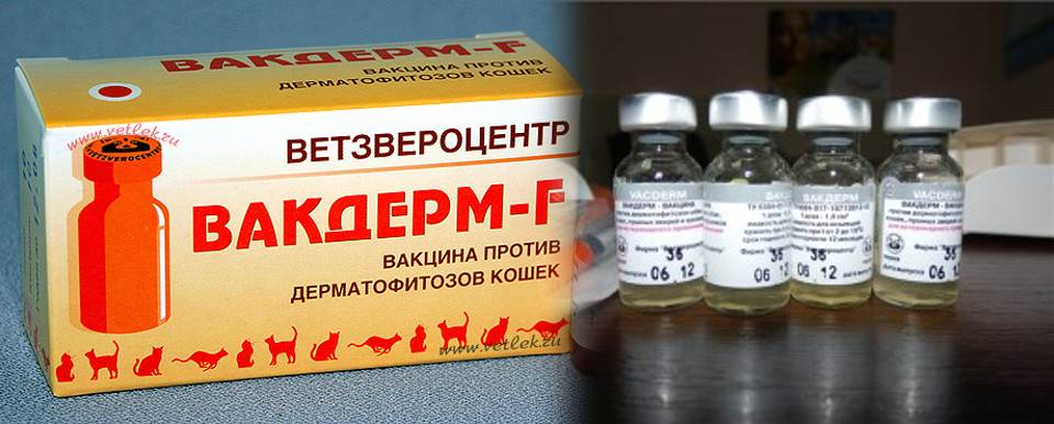 Инструкция по применению препарата вакдерм для кошек