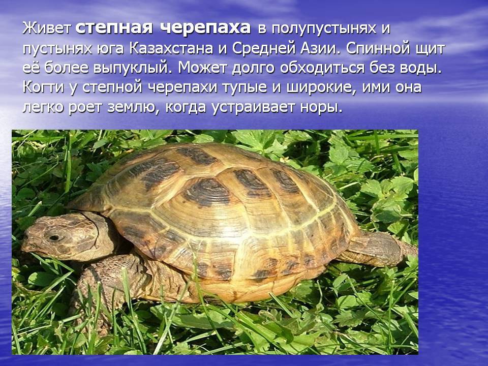 Дальневосточная черепаха, или китайский трионикс (лат. pelodiscus sinensis): фото, описание, популяция