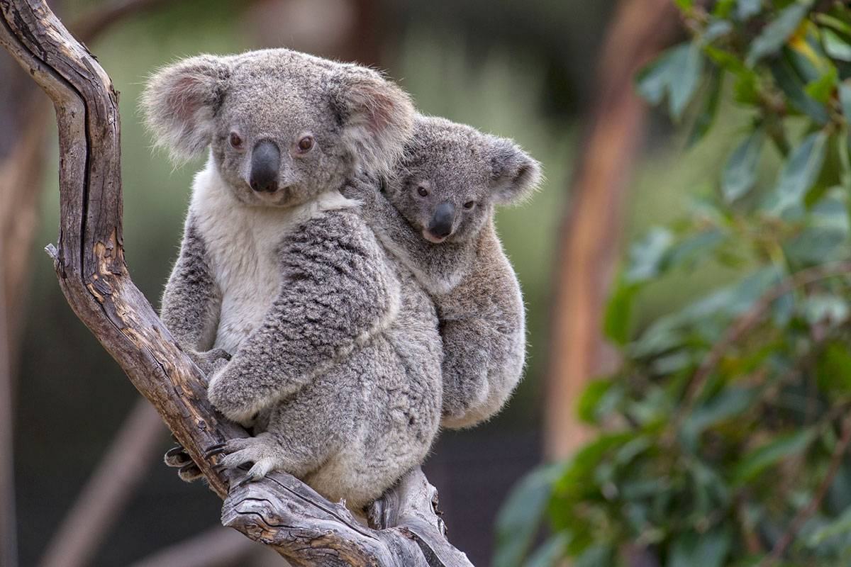 Коала: описание, фото. образ жизни коалы в природе