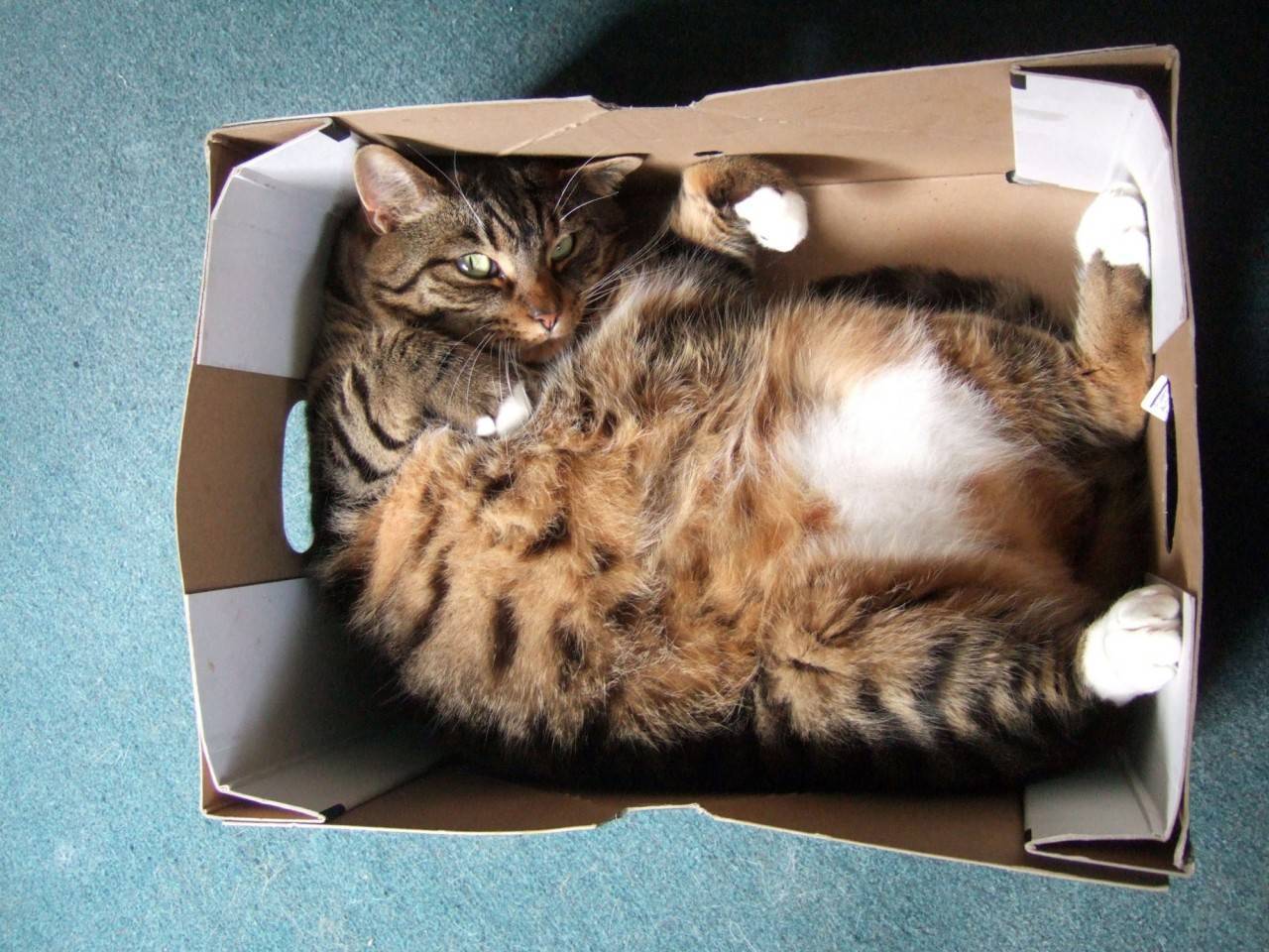 Почему коты любят коробки?