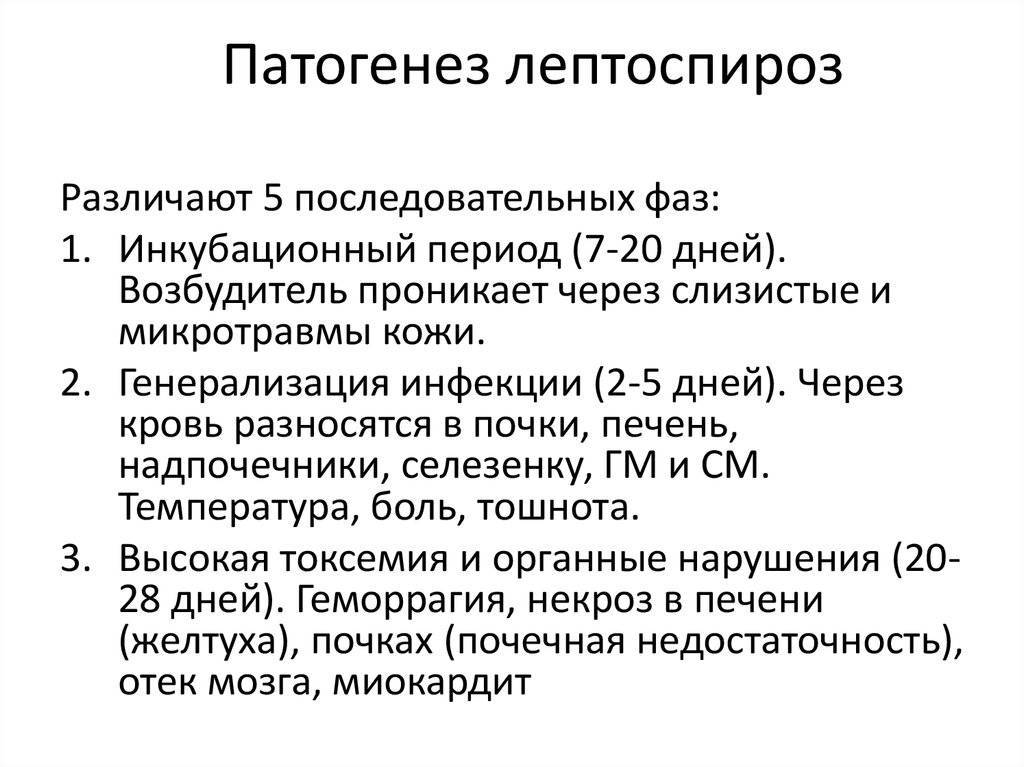 Лептоспироз у человека: симптомы и лечение - medside.ru