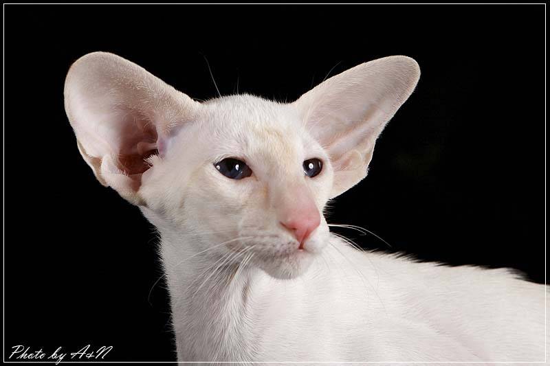 Описание кошек с большими ушами