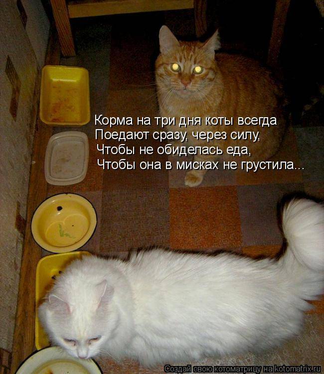 Почему кошка закапывает миску с едой и что это значит?
