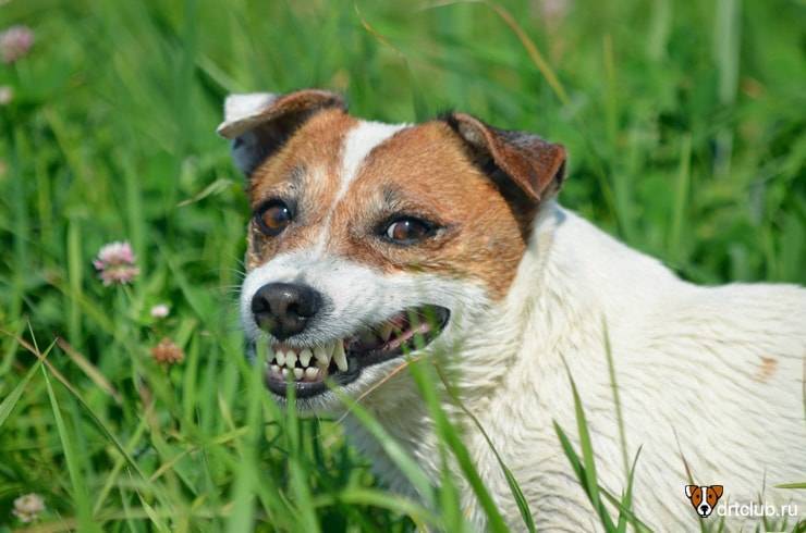 Почему собака ест траву? пырей, осоку