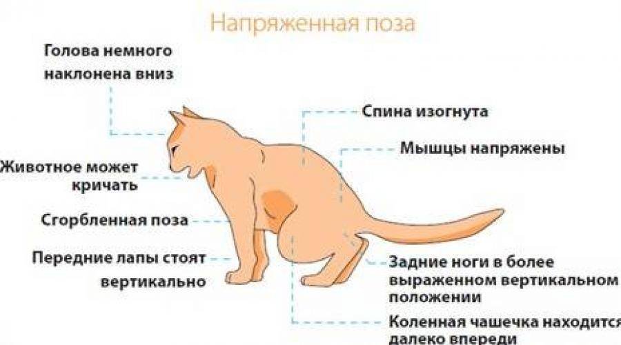 Анемия у кошек.