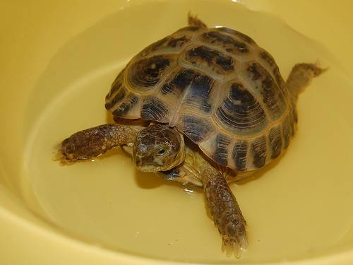 Как купать и мыть сухопутную черепаху (среднеазиатскую) в домашних условиях