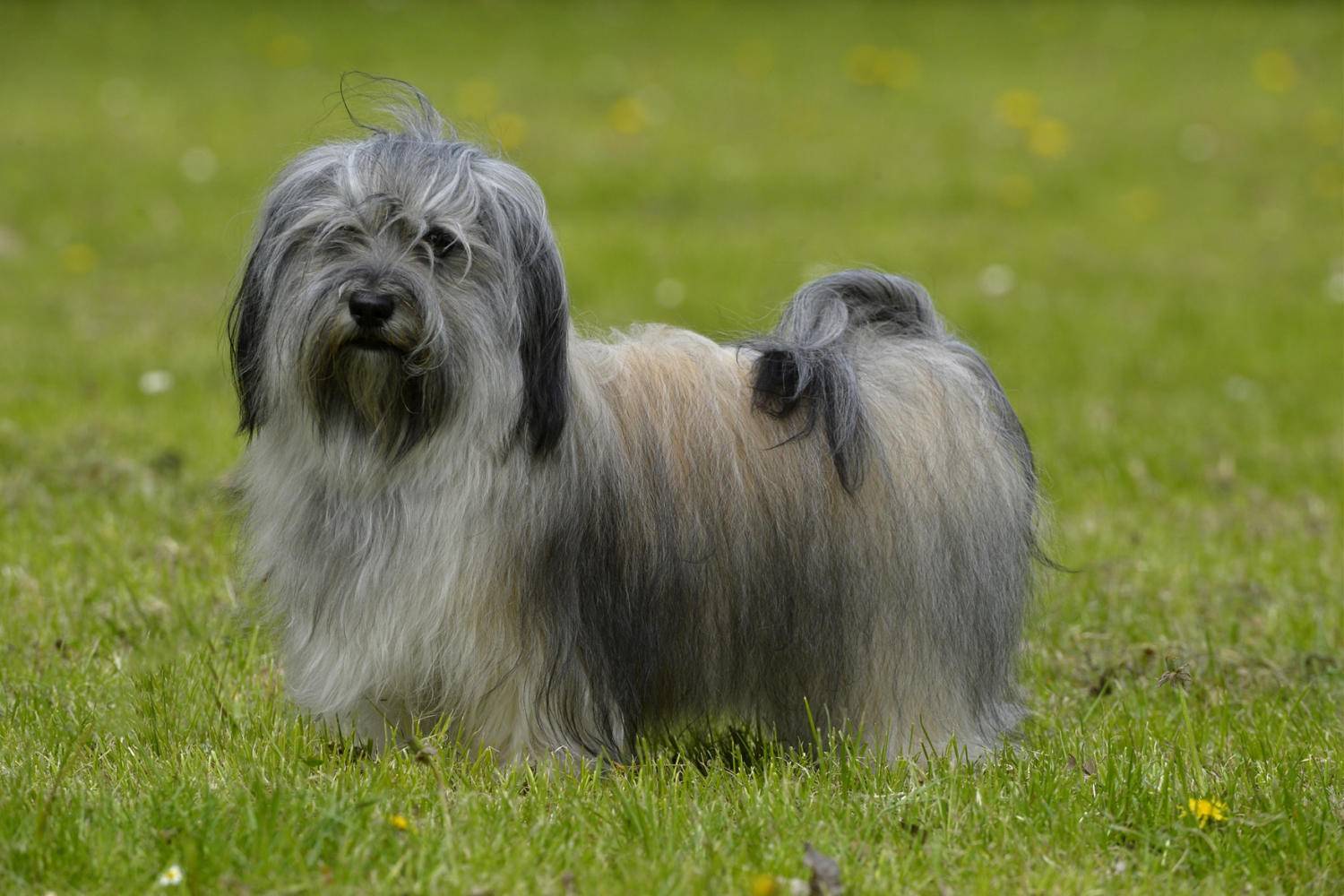 Описание породы собак гаванский бишон: характер, уход, предназначение