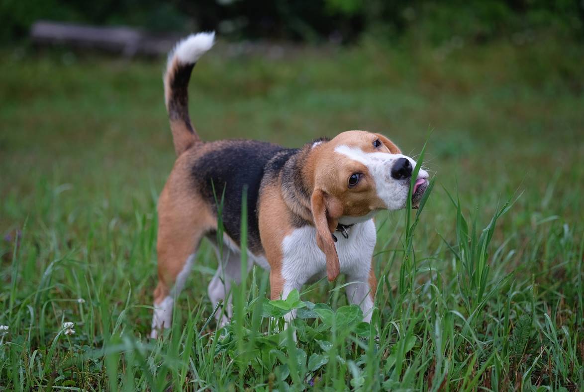 Почему собаки едят траву: разбираемся о причинах