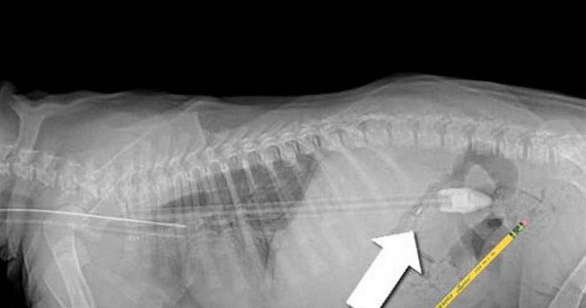 Запор у собаки от костей: симптомы, диагностика, лечение | ваши питомцы