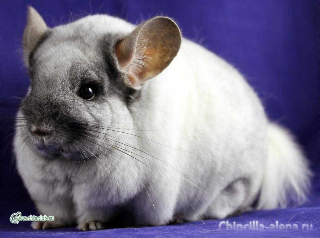 Шиншилла