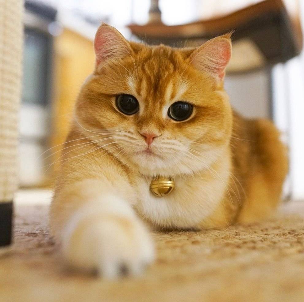 Милые породы кошек