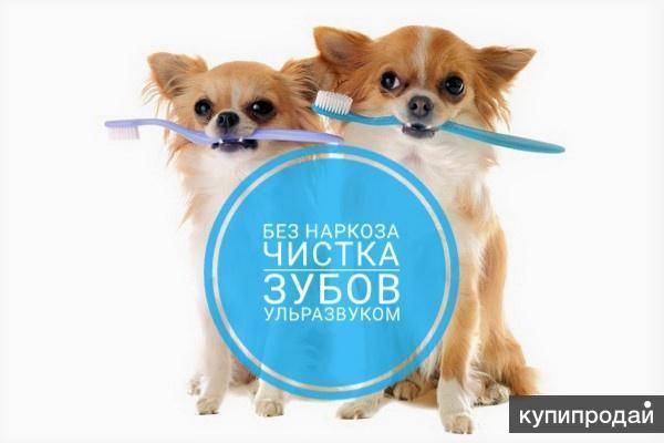 Профессиональная комплексная чистка зубов от налета у стоматолога: сколько стоит, как делают