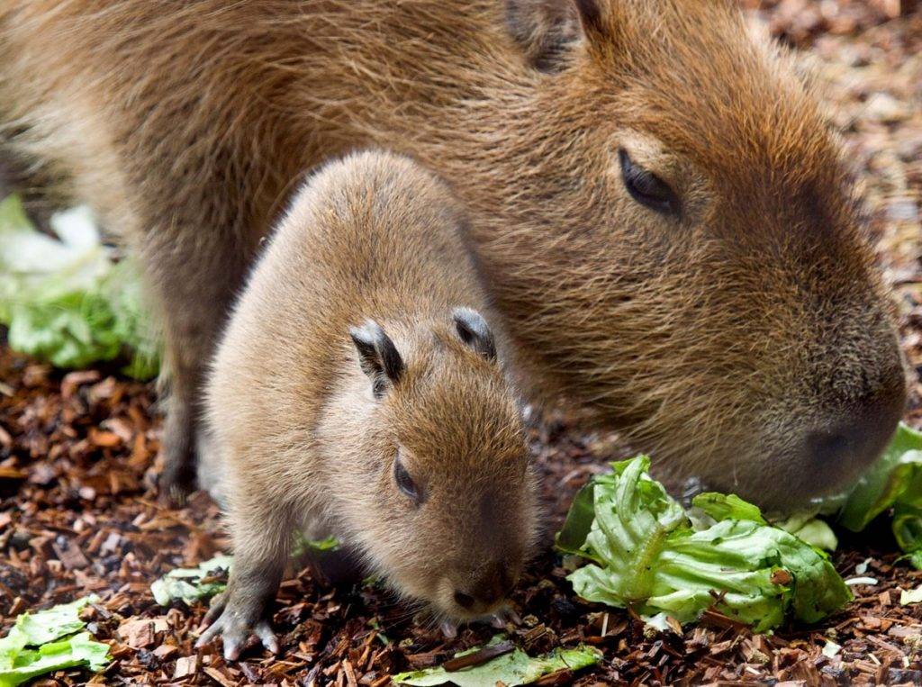 My pets capybaras. Свинка капибара. Капибара и морская Свинка. Капибара детеныш. Большая морская Свинка капибара.