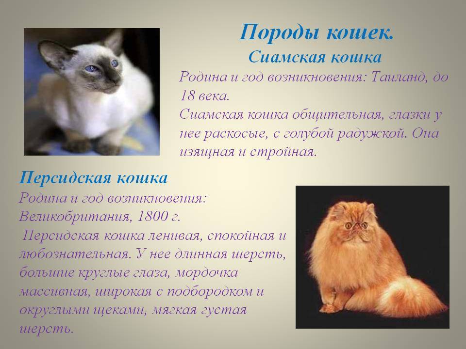 Породы кошек характеристики