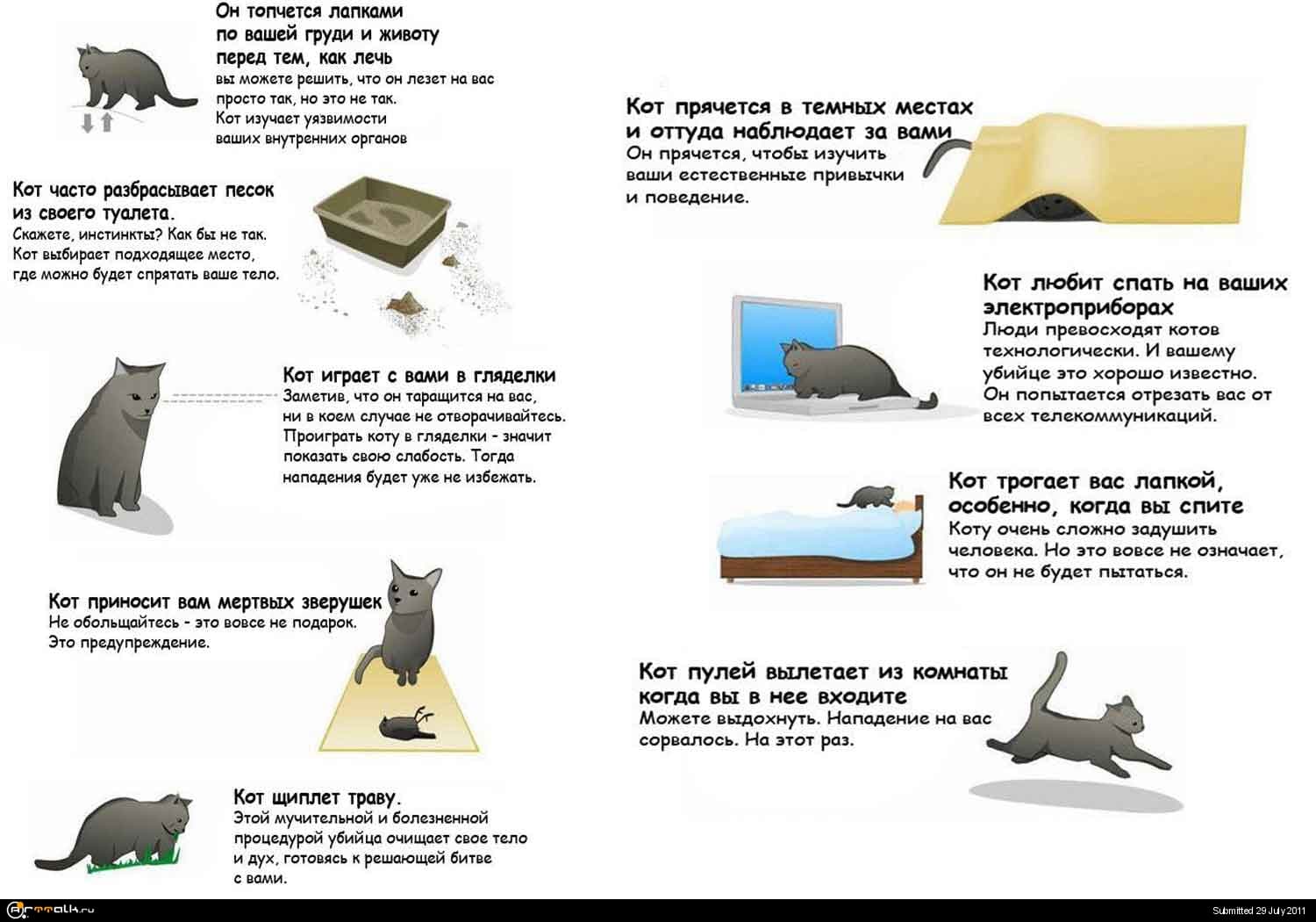Почему кошки любят сидеть и спать в коробках? ответ на сайте petstory