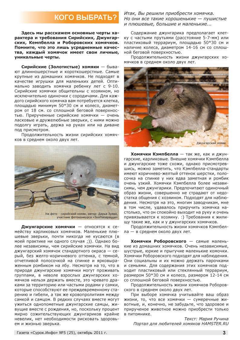 Сколько лет живут хомяки различных пород в домашних условиях