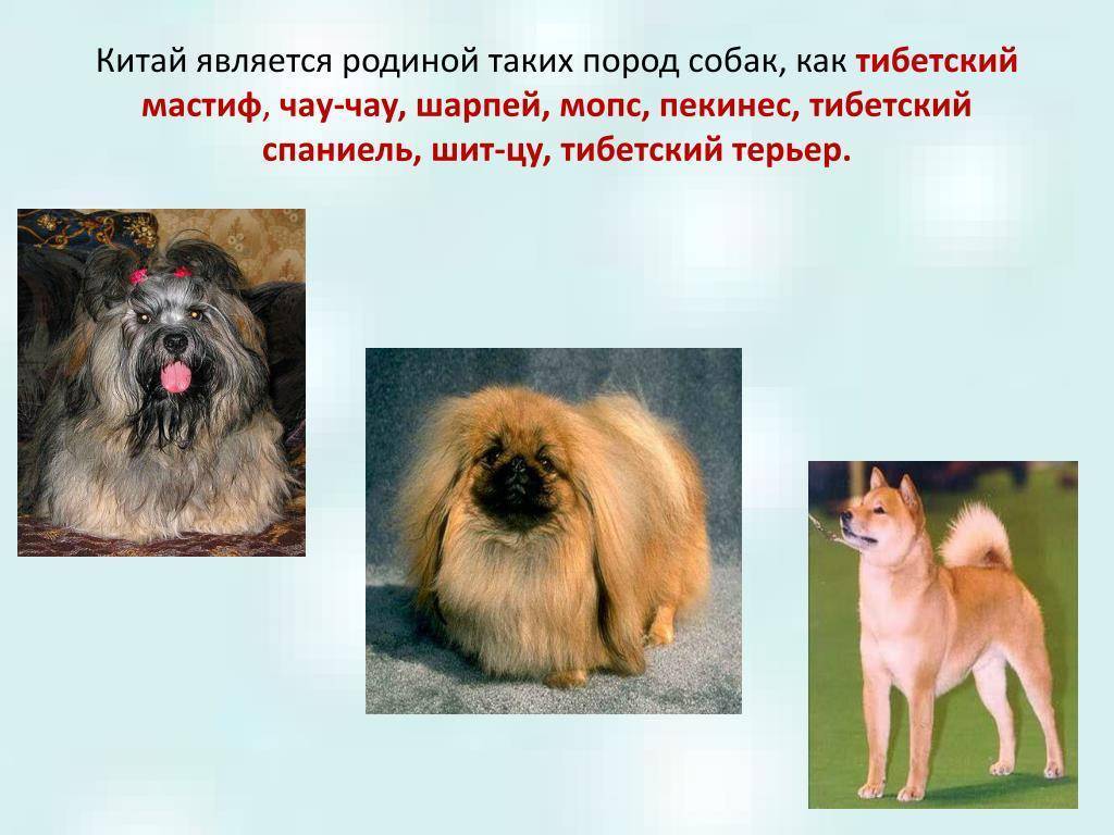 Сколько живут пекинесы в домашних условиях?