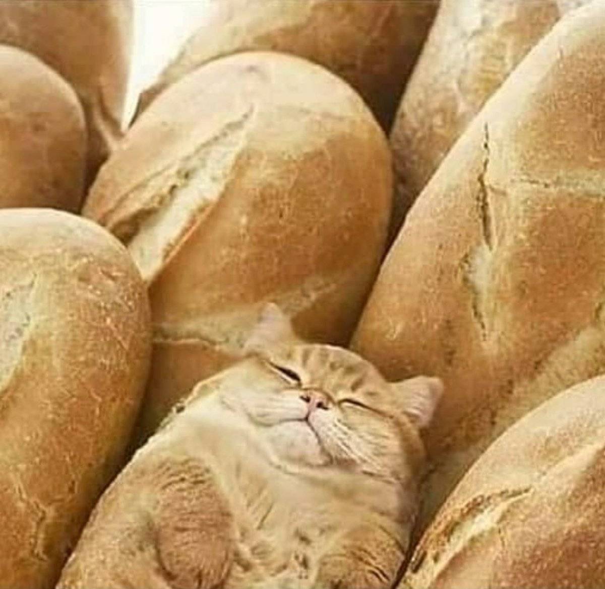 Можно котам хлеб. Кот Хлебушек. Кошка булка. Коты булочки. Кот батон.
