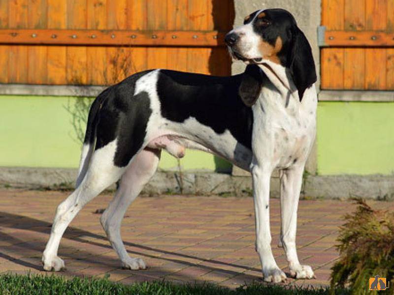 Гончие породы: описание и характеристики известных и признанных собак (+ фото) | ваши питомцы