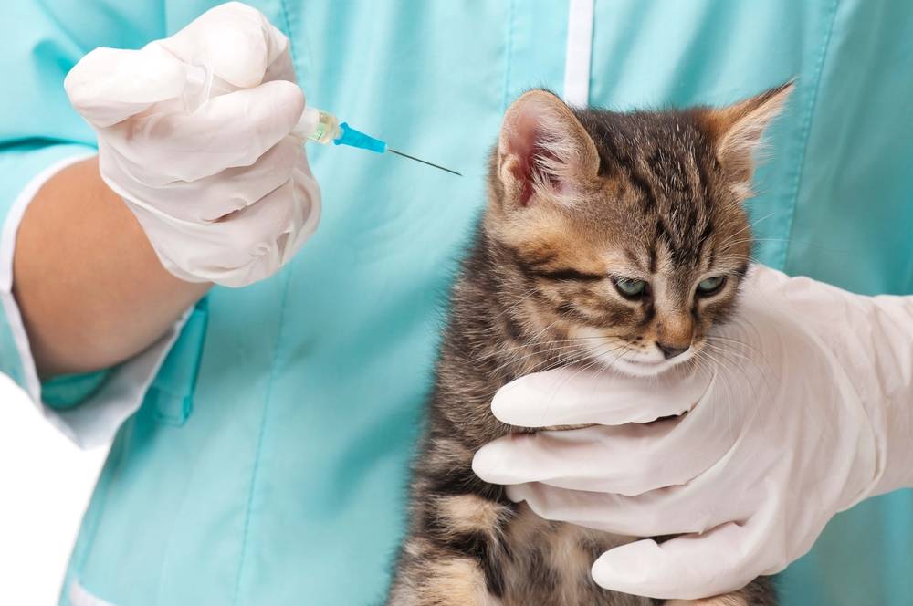 Лучшая прививка для кошек. Вакцинация кошек. Прививка коту. Прививка для кошек. Вакцины для кошек.