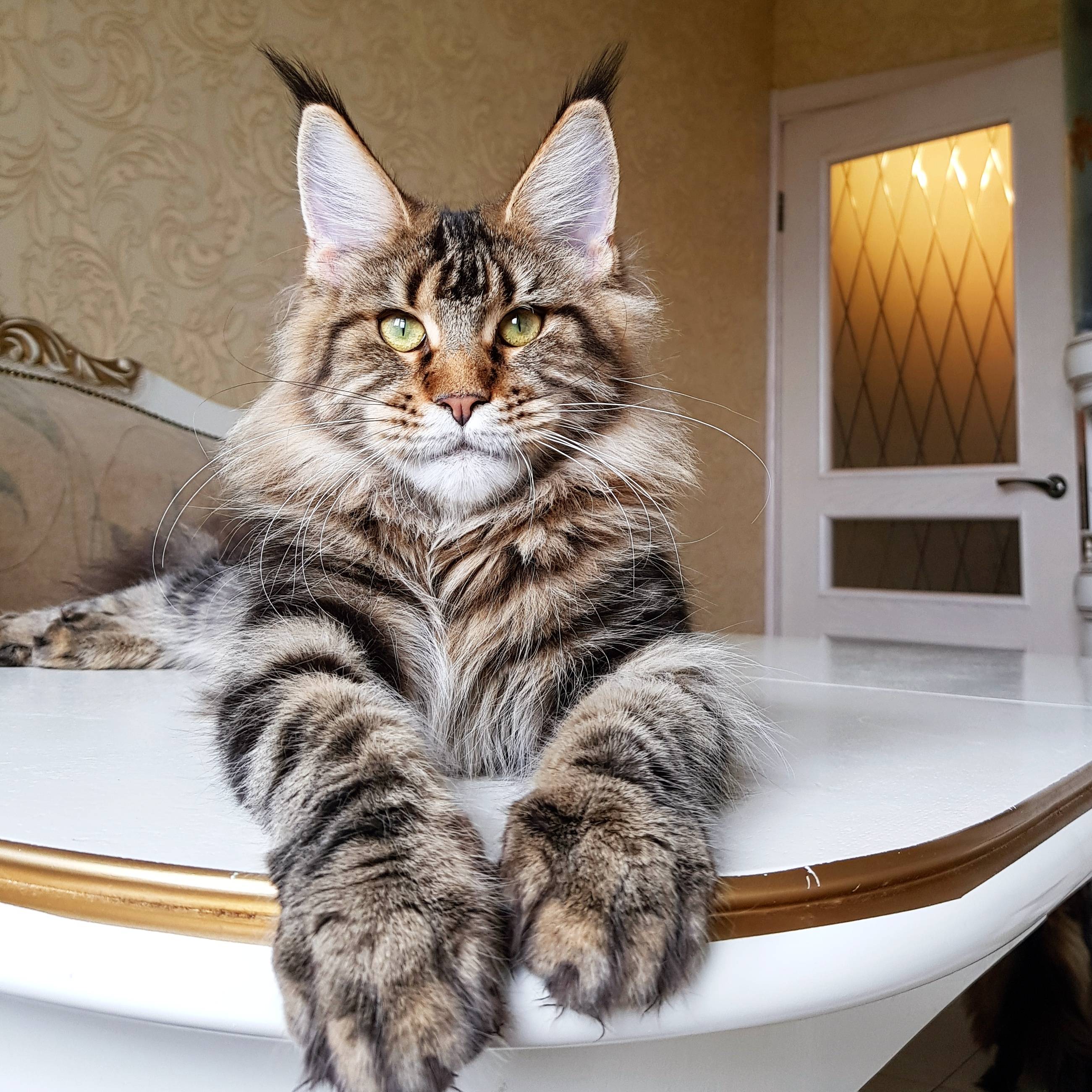 Самые большие в мире домашние кошки: обзор + фото ?