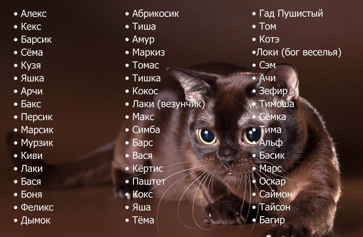 Смешные имена для кошек и котов