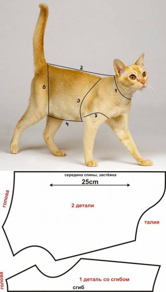 Как сшить одежду для кота своими руками | самошвейка - сайт о шитье и рукоделии