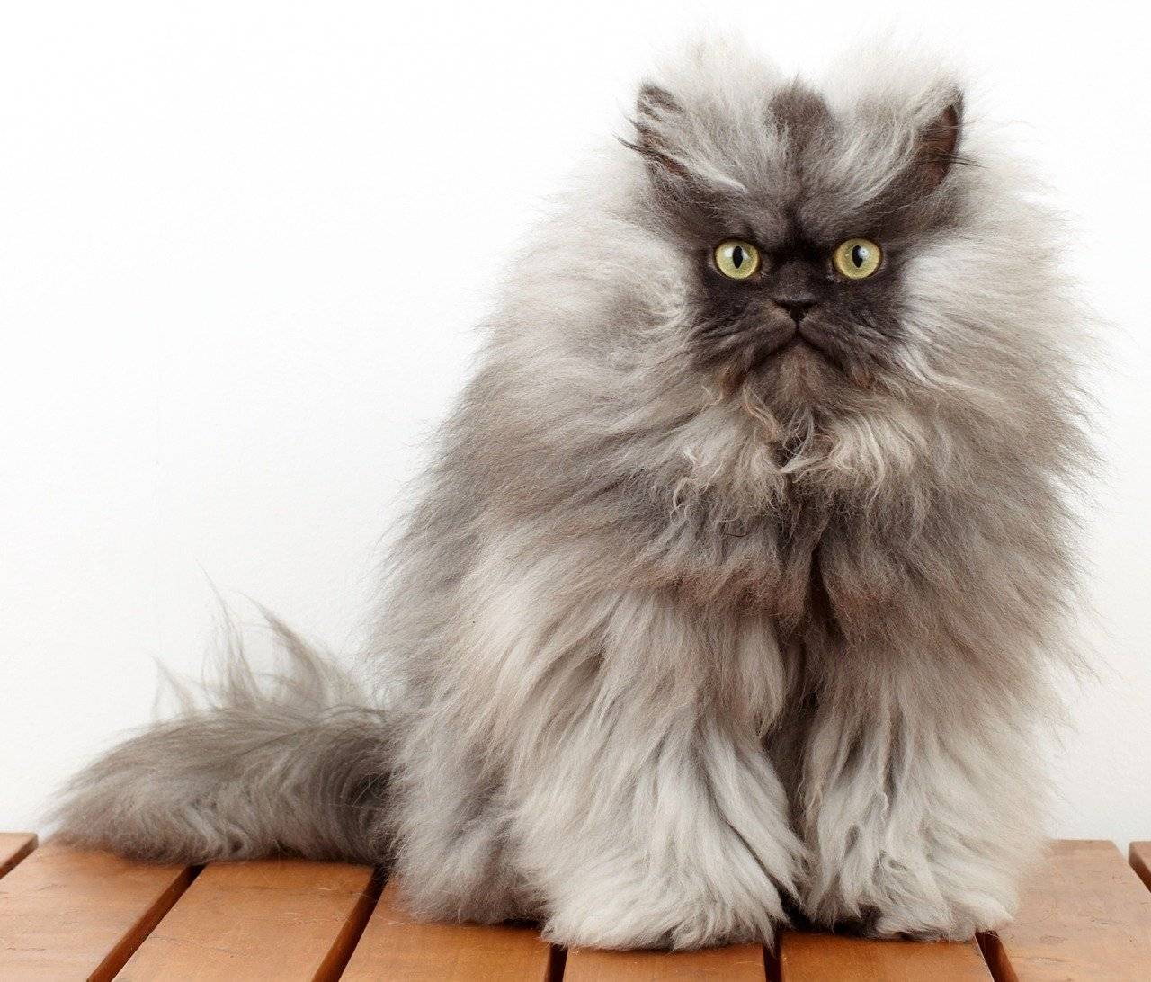 Какая порода кошек подходит для квартиры ➤ эксперты рекомендуют