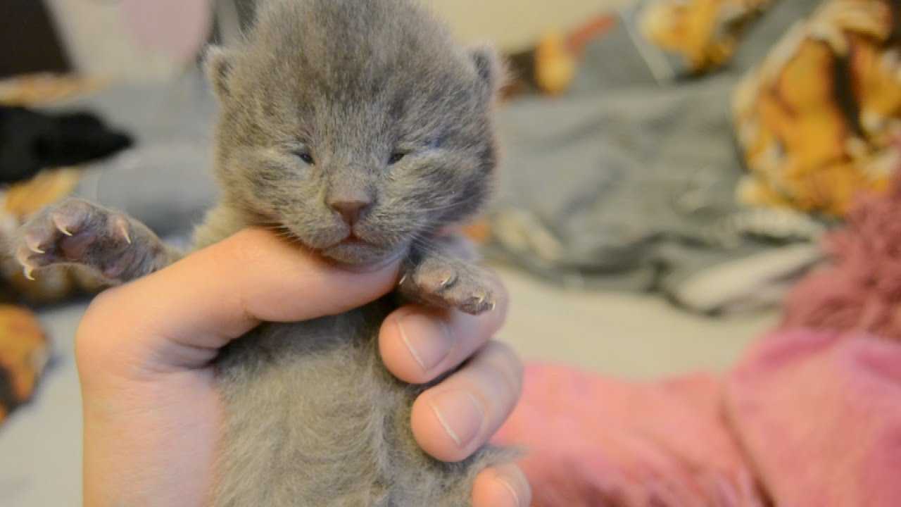 Котята 2 дня. У котят открываются глазки. Котята открывают глаза. Новорожденные котята. Котенок только открыл глаза.