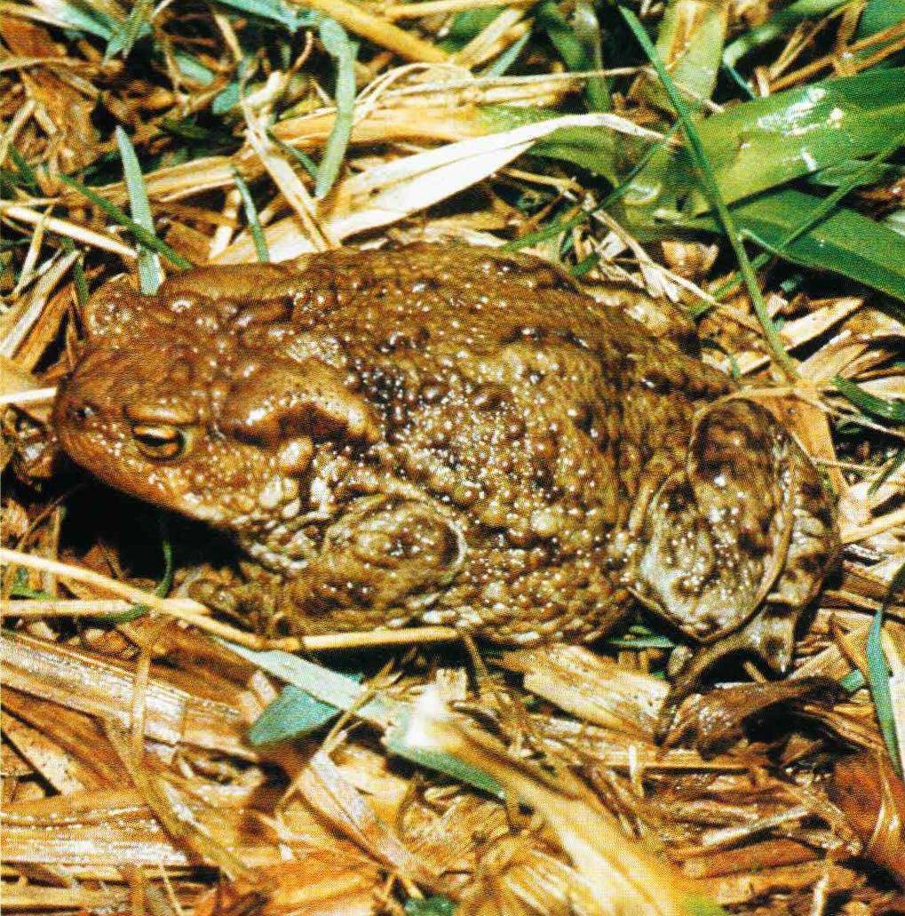 Серая жаба признаки. Обыкновенная серая жаба. Жаба землеройка. Серая жаба среда обитания. Дальневосточная серая жаба.