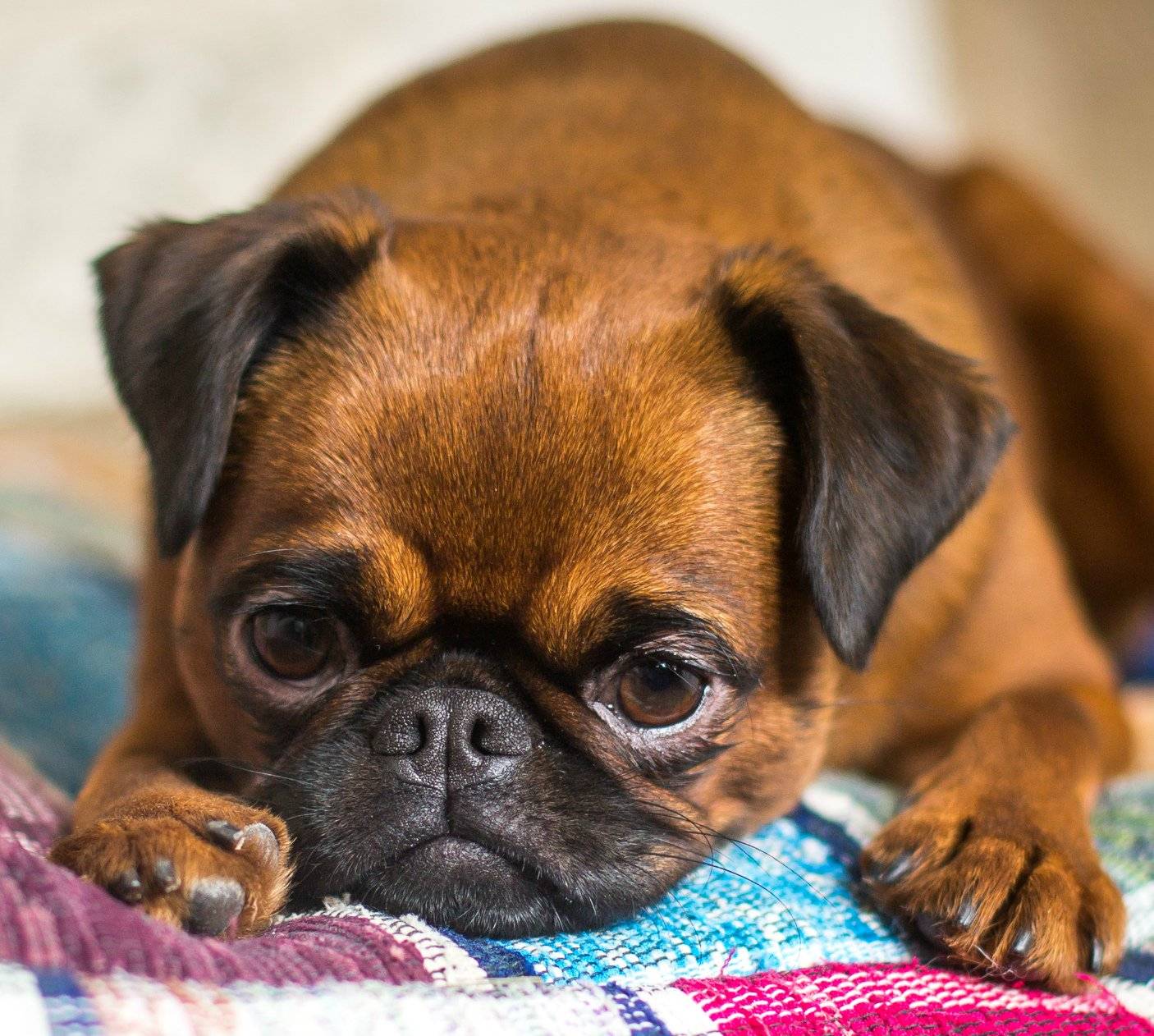 Пти-брабансон: фото собаки, содержание и уход, характер и внешний вид