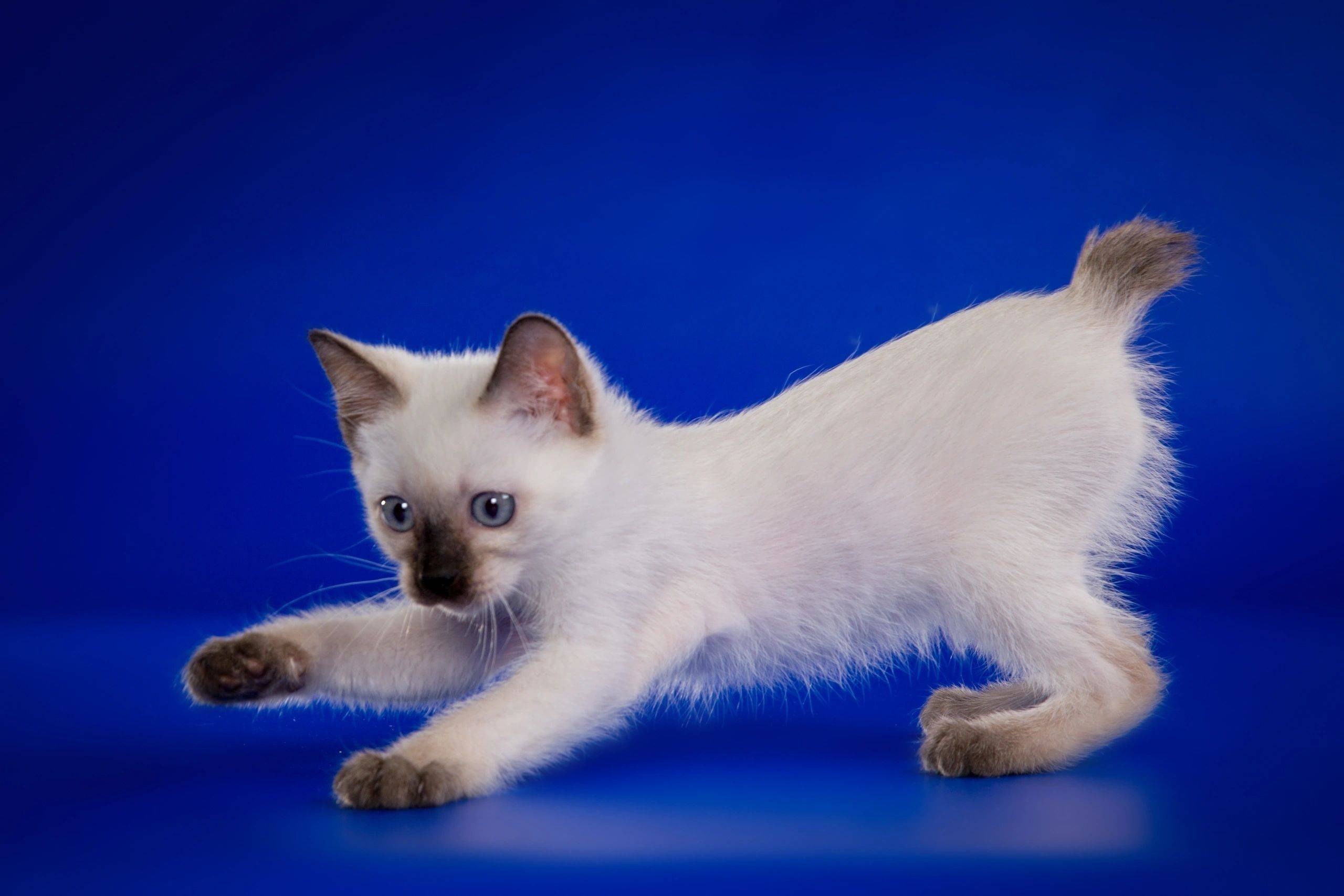 Скиф-тай-дон - самые маленькие кошки