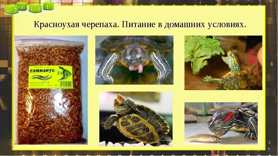 Что едят черепахи в домашних условиях: правильный рацион