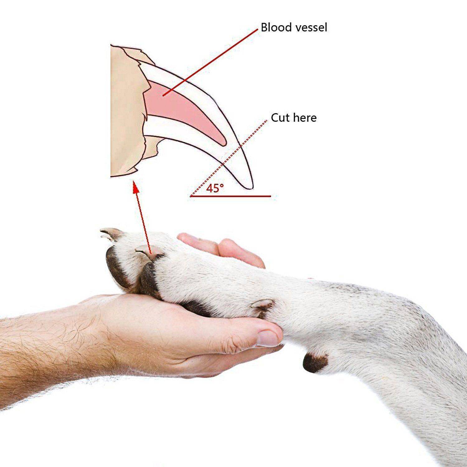 Как правильно подстричь собаке когти в домашних условиях | все о собаках
