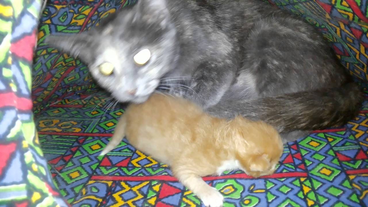 Может ли кошка родить одного. Кошка может родить котят. Может ли кот родить котят.